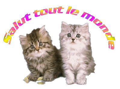 chat ardent craint l'eau froide